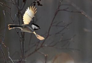 Lynda J. Chan: Shooting for Substance (An Interview)